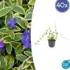 LA GREEN TOUCH - Petite pervenche 'blue and gold' x40 – entre 2,5 et 3,33m2