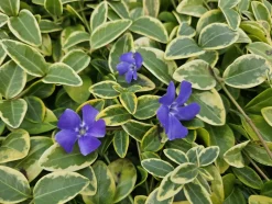 LA GREEN TOUCH - Petite pervenche 'blue and gold' x40 – entre 2,5 et 3,33m2
