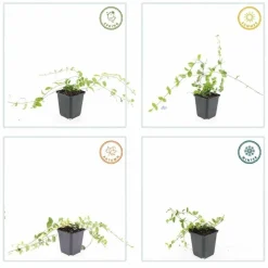 LA GREEN TOUCH - Petite pervenche 'blue and gold' x60 – entre 3,75 et 5m2
