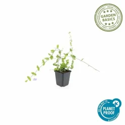 LA GREEN TOUCH - Petite pervenche 'blue and gold' x60 – entre 3,75 et 5m2