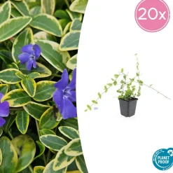 LA GREEN TOUCH - Petite pervenche 'blue and gold' x60 – entre 3,75 et 5m2