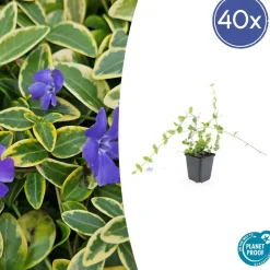 LA GREEN TOUCH - Petite pervenche 'blue and gold' x6 – entre 0,38 et 0,5m2