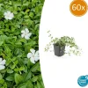 LA GREEN TOUCH - Petite pervenche 'gertrude jekyll' x60 – entre 3,75 et 5m2