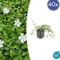 LA GREEN TOUCH - Petite pervenche 'gertrude jekyll' x60 – entre 3,75 et 5m2