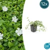 LA GREEN TOUCH - Petite pervenche 'gertrude jekyll' x12 – entre 0,75 et 1m2