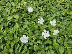 LA GREEN TOUCH - Petite pervenche 'gertrude jekyll' x12 – entre 0,75 et 1m2