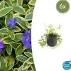 LA GREEN TOUCH - Petite pervenche 'aureovariegata' x6 – entre 0,38 et 0,5m2