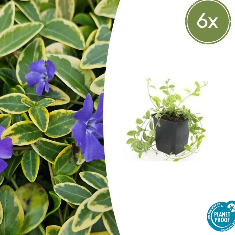 LA GREEN TOUCH - Petite pervenche 'aureovariegata' x6 – entre 0,38 et 0,5m2