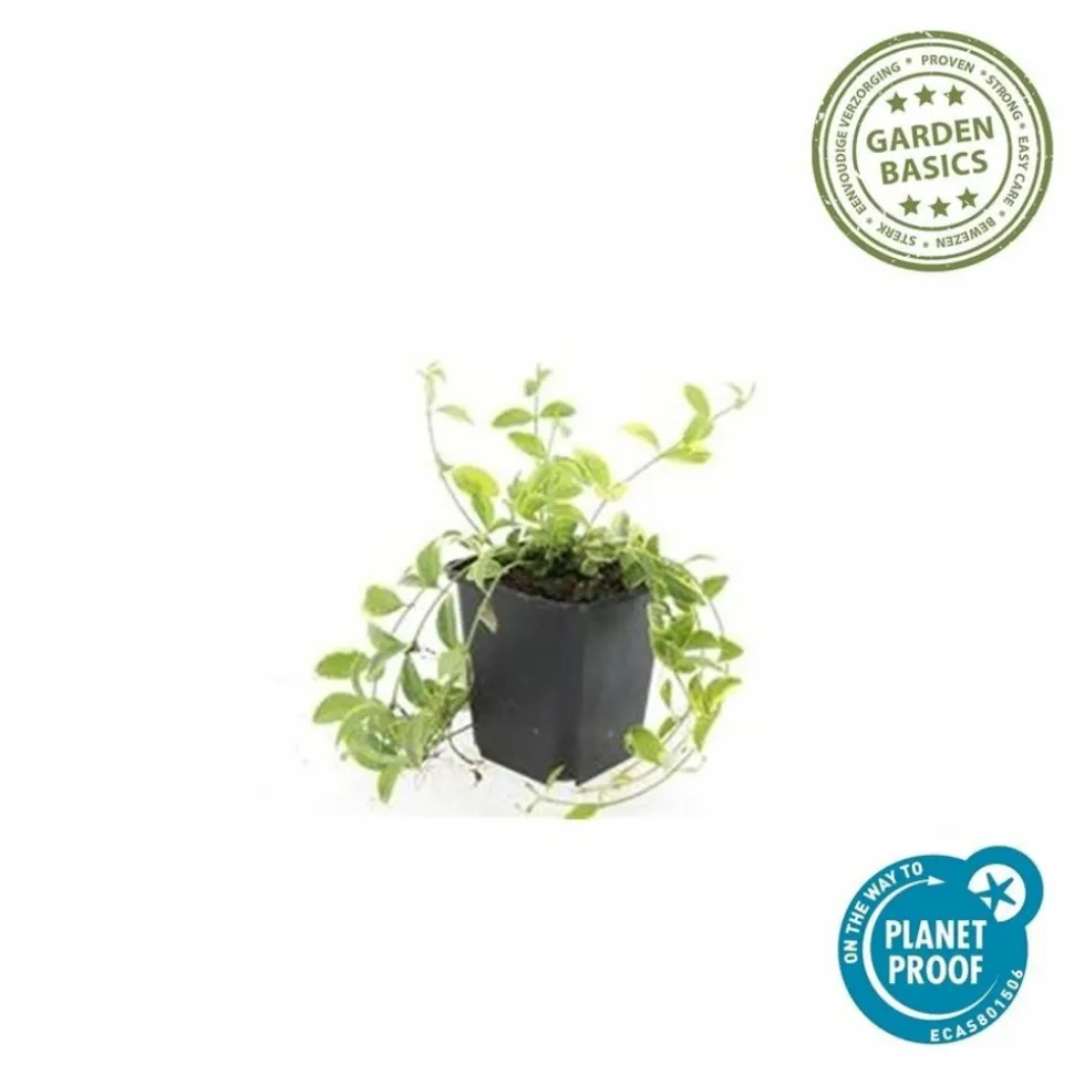 LA GREEN TOUCH - Petite pervenche 'aureovariegata' x6 – entre 0,38 et 0,5m2