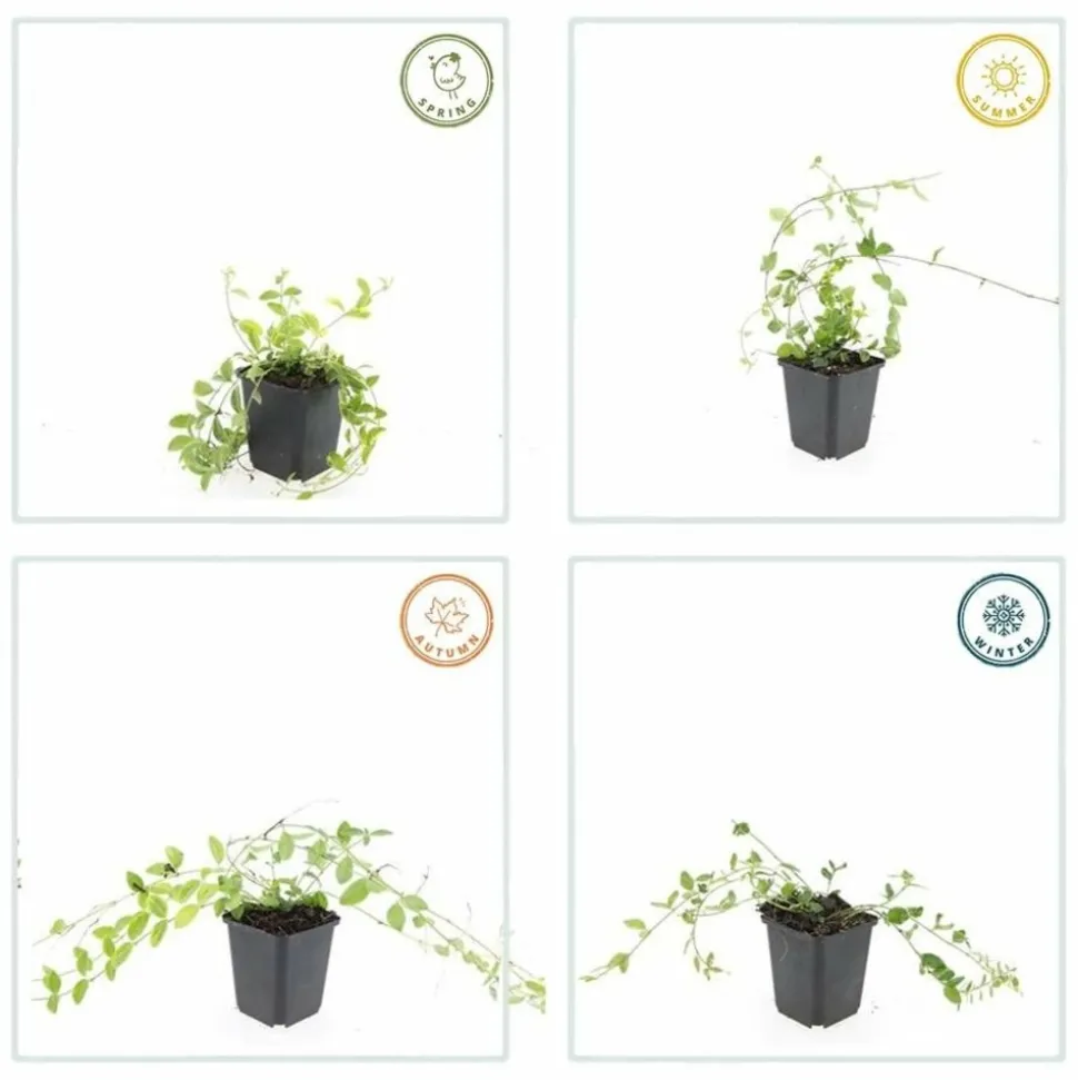 LA GREEN TOUCH - Petite pervenche 'aureovariegata' x6 – entre 0,38 et 0,5m2
