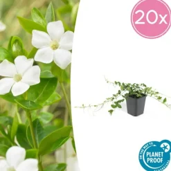 LA GREEN TOUCH - Petite pervenche 'alba' x60 – entre 3,75 et 5m2