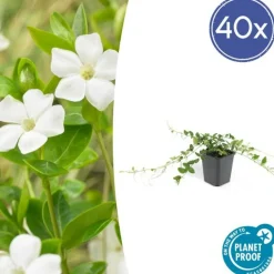 LA GREEN TOUCH - Petite pervenche 'alba' x60 – entre 3,75 et 5m2