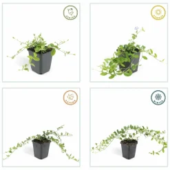 LA GREEN TOUCH - Petite pervenche 'la grave' x12 – entre 0,75 et 1m2