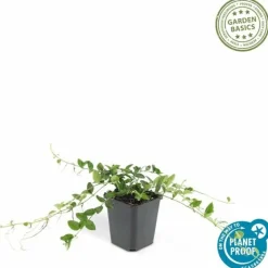 LA GREEN TOUCH - Petite pervenche 'alba' x40 – entre 2,5 et 3,33m2