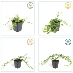 LA GREEN TOUCH - Petite pervenche (vinca minor) x12 – entre 0,75 et 1m2