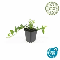 LA GREEN TOUCH - Petite pervenche 'ralph shugert' x20 – entre 1,25 et 1,67m2
