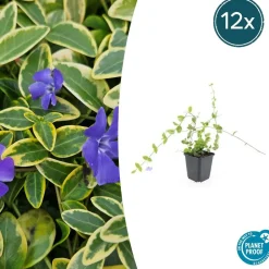 LA GREEN TOUCH - Petite pervenche 'blue and gold' x12 – entre 0,75 et 1m2