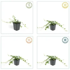 LA GREEN TOUCH - Petite pervenche 'alba' x12 – entre 0,75 et 1m2