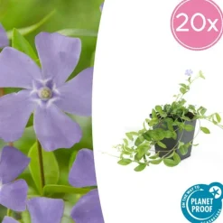 LA GREEN TOUCH - Petite pervenche (vinca minor) x20 – entre 1,25 et 1,67m2