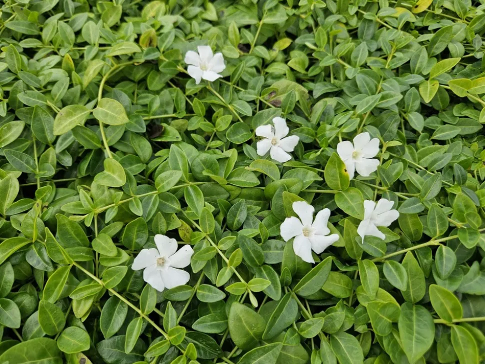 LA GREEN TOUCH - Petite pervenche 'gertrude jekyll' x20 – entre 1,25 et 1,67m2