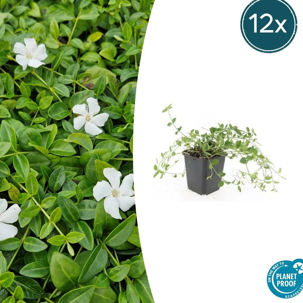 LA GREEN TOUCH - Petite pervenche 'gertrude jekyll' x20 – entre 1,25 et 1,67m2