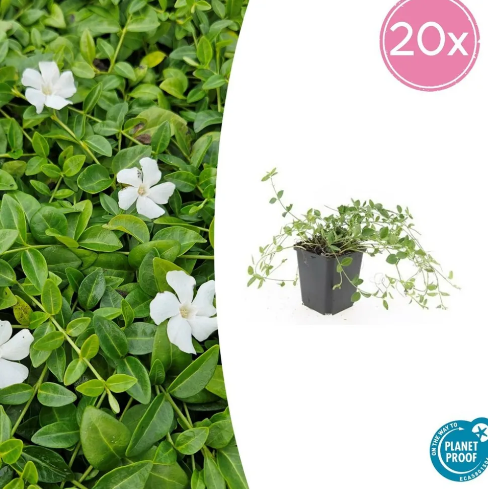 LA GREEN TOUCH - Petite pervenche 'gertrude jekyll' x20 – entre 1,25 et 1,67m2