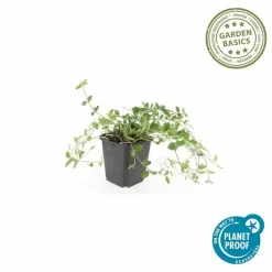 LA GREEN TOUCH - Petite pervenche 'gertrude jekyll' x40 – entre 2,5 et 3,33m2