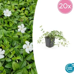 LA GREEN TOUCH - Petite pervenche 'gertrude jekyll' x40 – entre 2,5 et 3,33m2