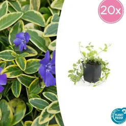 LA GREEN TOUCH - Petite pervenche 'aureovariegata' x12 – entre 0,75 et 1m2