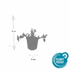 LA GREEN TOUCH - Petite pervenche 'argenteovariegata' x60 – entre 3,75 et 5m2