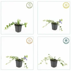 LA GREEN TOUCH - Petite pervenche 'argenteovariegata' x60 – entre 3,75 et 5m2