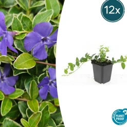 LA GREEN TOUCH - Petite pervenche 'argenteovariegata' x60 – entre 3,75 et 5m2