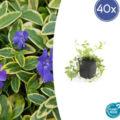 LA GREEN TOUCH - Petite pervenche 'aureovariegata' x20 – entre 1,25 et 1,67m2