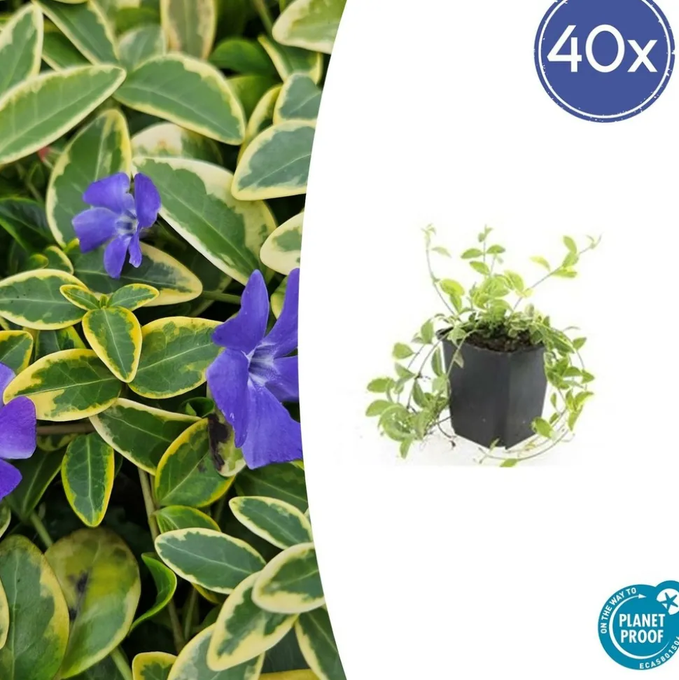 LA GREEN TOUCH - Petite pervenche 'aureovariegata' x20 – entre 1,25 et 1,67m2