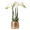 LA GREEN TOUCH - Phalaenopsis amabilis en pot luxueux doré 35cm - plante d'intérieur