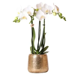 LA GREEN TOUCH - Phalaenopsis amabilis en pot luxueux doré 35cm - plante d'intérieur