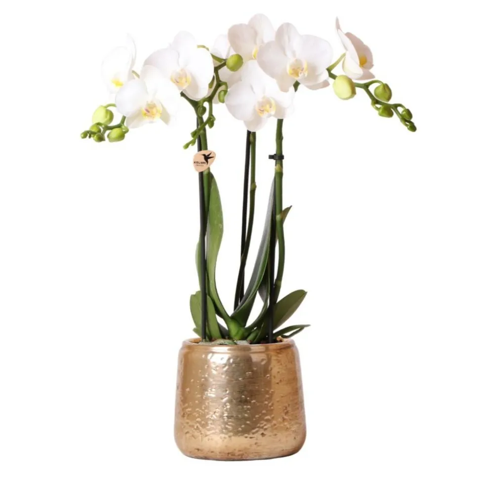LA GREEN TOUCH - Phalaenopsis amabilis en pot luxueux doré 35cm - plante d'intérieur