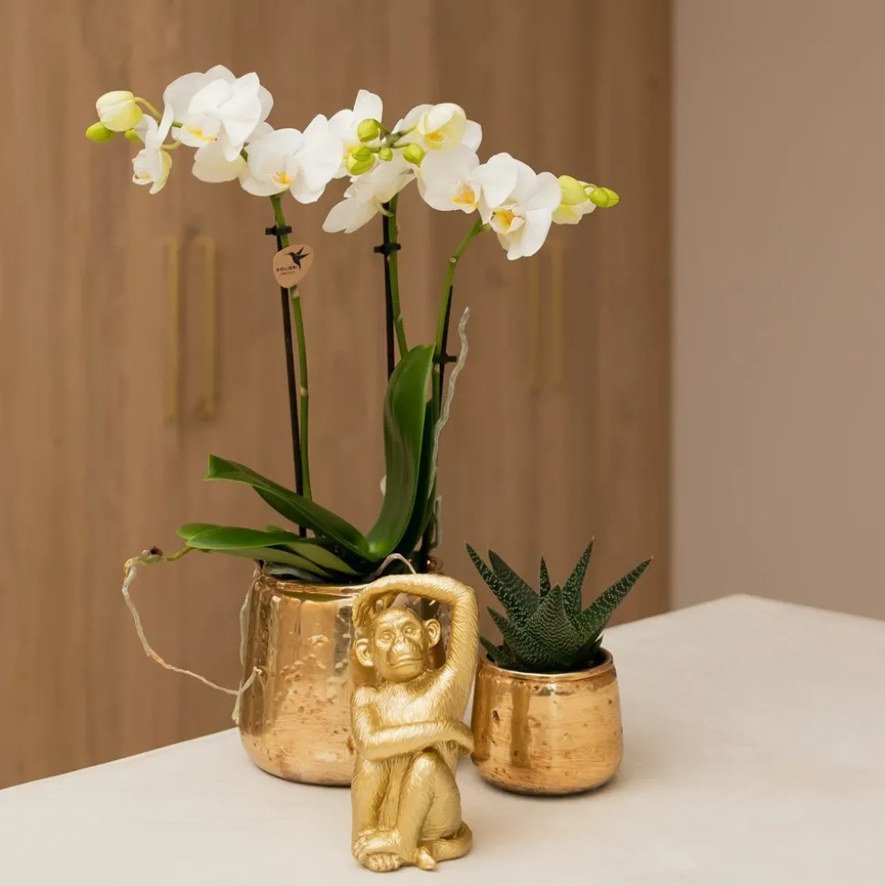 LA GREEN TOUCH - Phalaenopsis amabilis en pot luxueux doré 35cm - plante d'intérieur