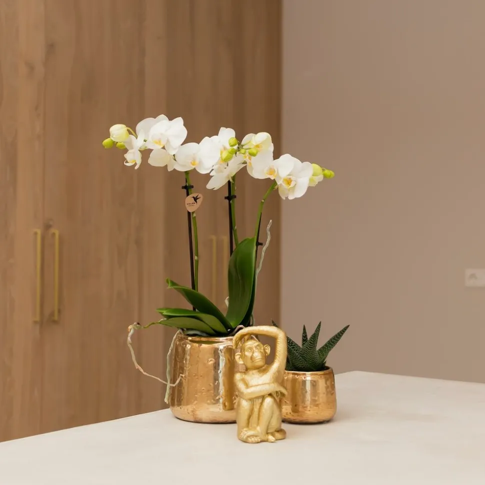 LA GREEN TOUCH - Phalaenopsis amabilis en pot luxueux doré 35cm - plante d'intérieur