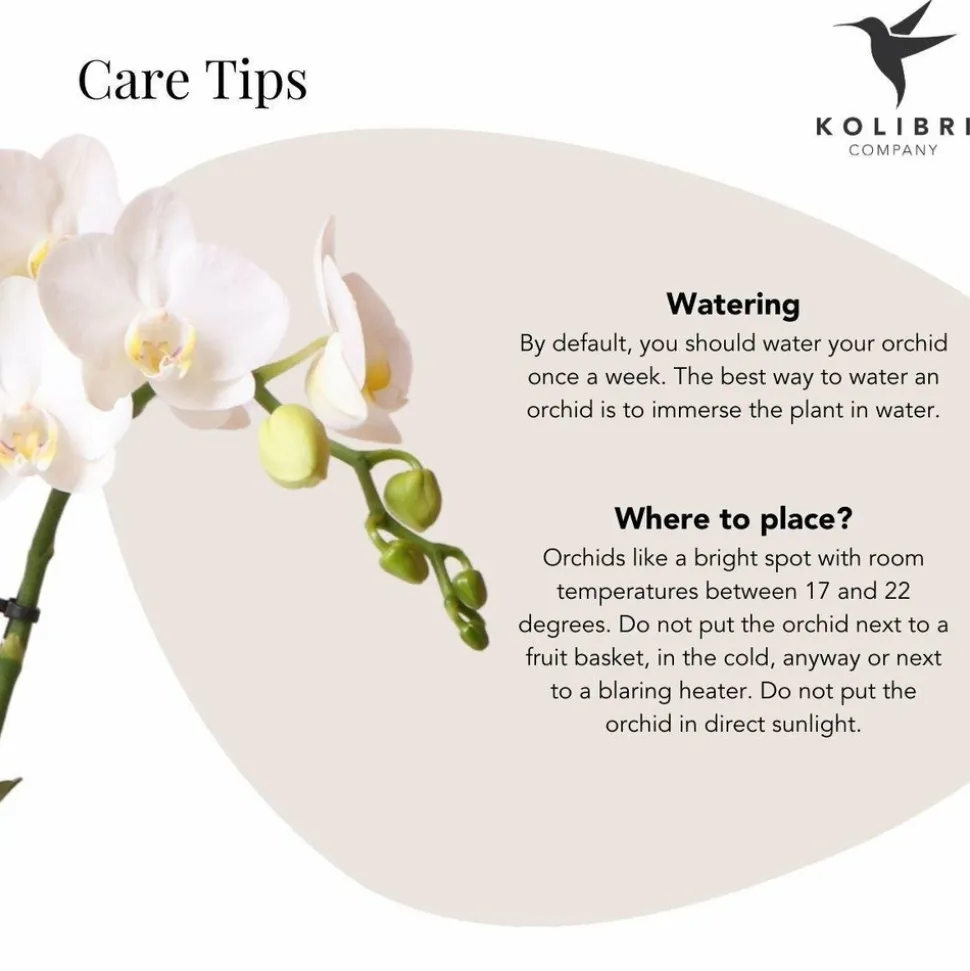 LA GREEN TOUCH - Phalaenopsis amabilis en pot luxueux doré 35cm - plante d'intérieur