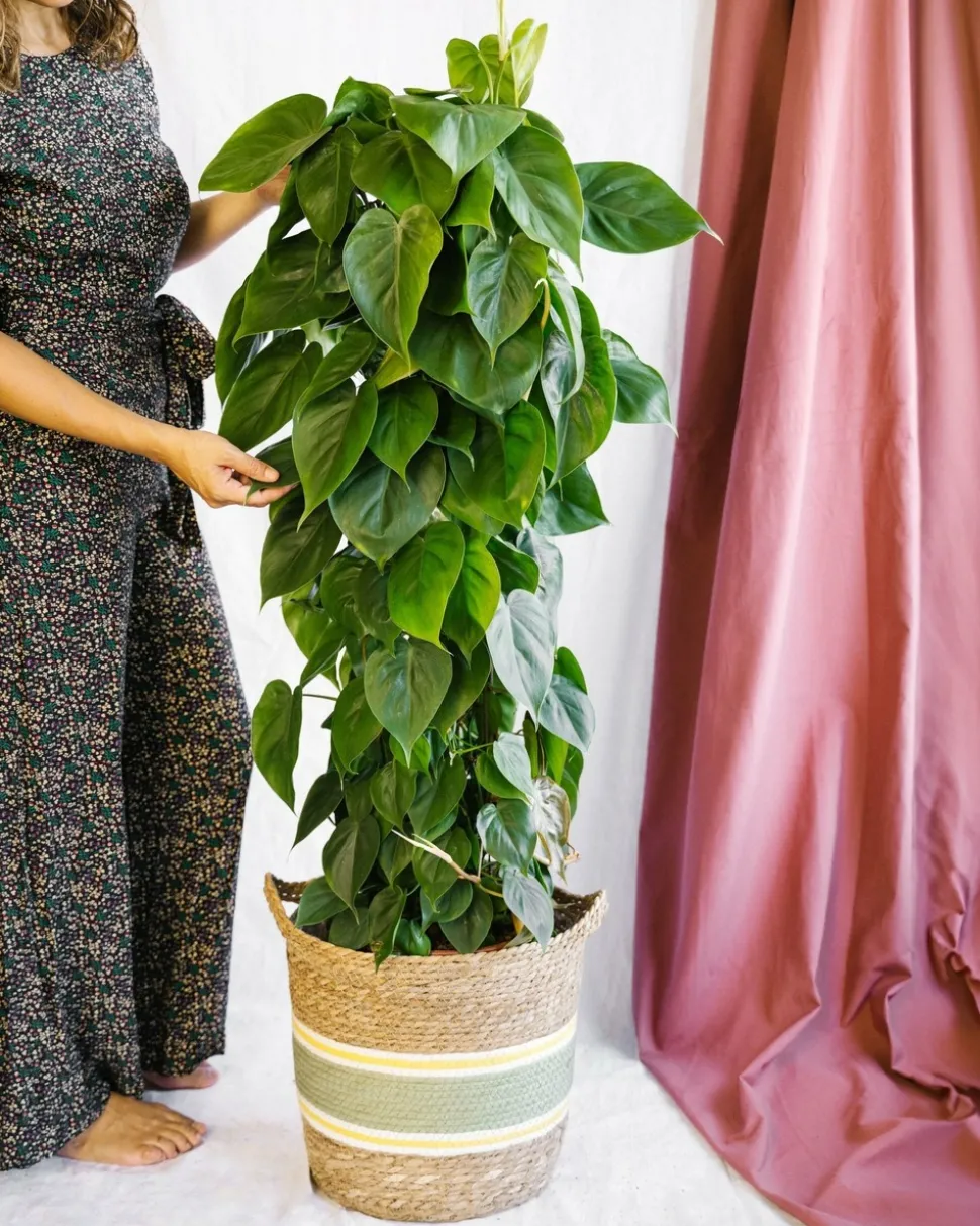 LA GREEN TOUCH - Philodendron scandens 120cm - plante d'intérieur