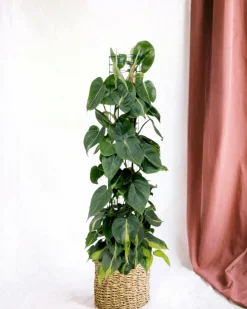 LA GREEN TOUCH - Philodendron brasil 120cm - plante d'intérieur