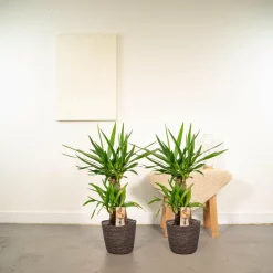LA GREEN TOUCH - Plante d'intérieur - coffret yucca - lot de 2 plantes, h90cm 90cm - plante d'intérieur 90cm