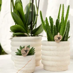 LA GREEN TOUCH - Plante phalaenopsis orchidee et succulent avec pot céramique