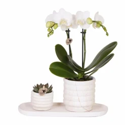 LA GREEN TOUCH - Plante phalaenopsis orchidee et succulent avec pot céramique