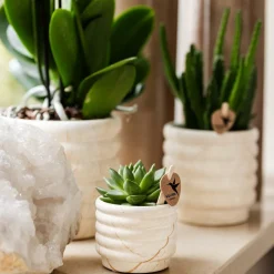 LA GREEN TOUCH - Plante phalaenopsis orchidee et succulent avec pot céramique