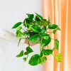 LA GREEN TOUCH - Pothos golden epipremnum 45cm - plante d'intérieur