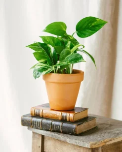 LA GREEN TOUCH - Pothos golden epipremnum 45cm - plante d'intérieur