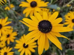 LA GREEN TOUCH - Rudbeckia 'goldsturm' x6 – entre 0,38 et 0,5m2