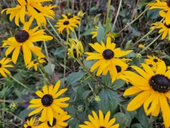 LA GREEN TOUCH - Rudbeckia 'goldsturm' x6 – entre 0,38 et 0,5m2